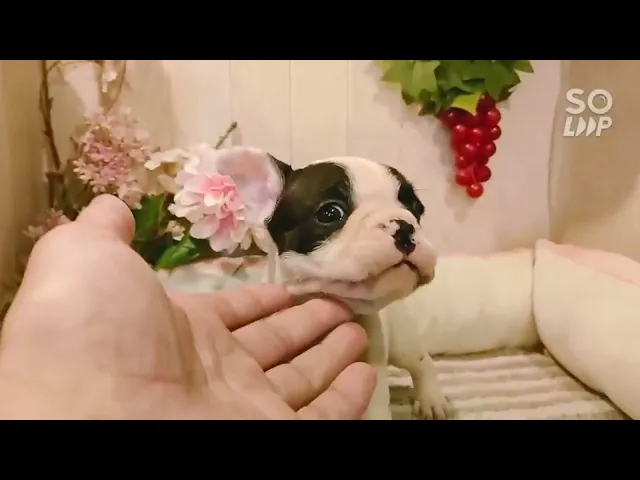 動画