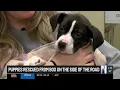 Animal Allies cares for rescued puppies found in box