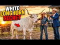 Everyone Mocked Her 1 800 White Longhorn Until a 90 000 Offer Exposed the Truth