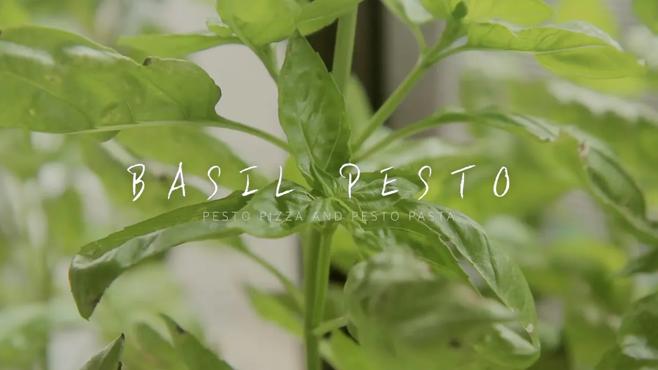 [SUB]  : BASIL PESTO - PIZZA&PASTA : 