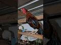 Download Lagu Chicken crowing sound, Ayam berkokok merdu #ayam #aseel #aseelmurga