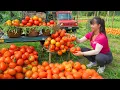 Download Lagu Harvesting 1000KG Fresh \u0026 Clean Tomatoes Goes To Sell At The Market