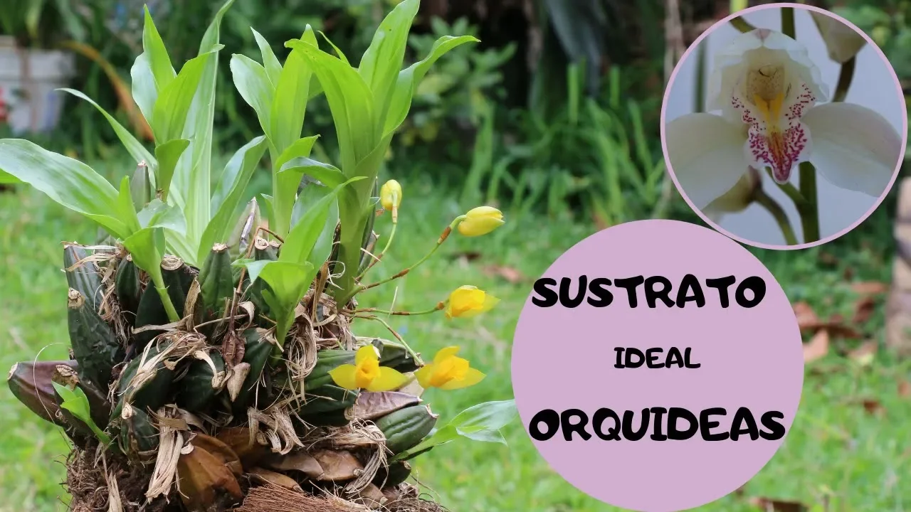 COMO HACER TIERRA O SUSTRATO IDEAL PARA ORQUIDEAS