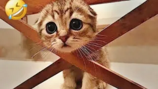 You Laugh You Lose 🐱🐶 Funniest Dogs and Cats 2024😜Try not to laugh 🤣 Funniest Cats and Dogs  video