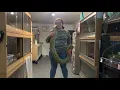 Burmese Python handling and Royal Python eggs are hatching