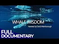 Whale Wisdom Narrated By David Attenborough Free Nature Documentary