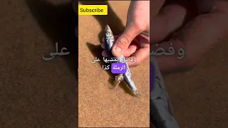 كائن غريب في البحر اكسبلور ترند معلومات حقائق 