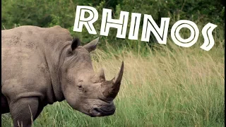 Download All About Rhinos for Kids: Rhinoceros for Children - FreeSchool MP3