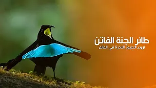 طائر الجنة الفاتن من أروع الطيور النادرة في العالم   كويست عربية               دندنها