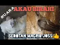 Suara walet Akau birahi, tarikan magribnya joss👍