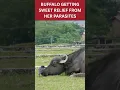 Download Lagu Water Buffalo Getting Relief from Parasites - Juliette Cunliffe #Nepal #crow  #bird #Pokhara