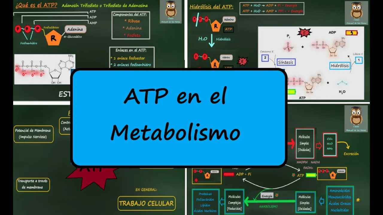 ATP en el metabolismo. Anabolismo y Catabolismo. ATP bioquímica. ATP y ADP en el Metabolismo.