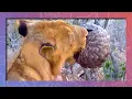 Download Lagu Sharp Teeth VS Sharp Scales - A Pangolin Defends Itself Against a Lion’s Jaws