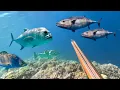 Download Lagu MEMANAH DI SPOT SALAH SATU JANTUNG PUSAT IKAN IKAN BESAR DI KARANG WAKATOBI ❗❗👍
