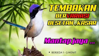  tembakan bervariasi mantap masteran tembakan kasar dan rapat untuk cucak ijo murai batu 