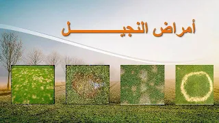 دحيح زراعة   أمراض النجيل و العمليات الفنية التي تتم علي المسطح دندنها