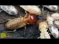 Download Lagu My Termite Colony Grew Huge Workers