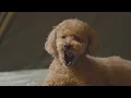 Camping in Non-Stop Heavy Rain with My Dog . Binge Watching ASMR