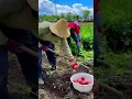 Lagu Harvesting Fresh Red Potatoes by Hand in a Sunny Garden Field