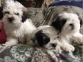 Maltipoo Puppies Sale in Feasterville-Trevose PA