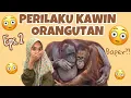 Download Lagu PERILAKU KAWIN ORANGUTAN