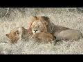 A tale of two romances - SafariLIVE Sunset