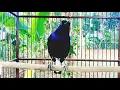 Download Lagu PANCINGAN CEPAT GACOR KACER DADA HITAM BERAKSI