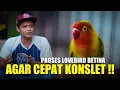 Download Lagu LOVEBIRD BETINA JADI KONSLET !! RESEP KONSLET NOVI BANJARNEGARA