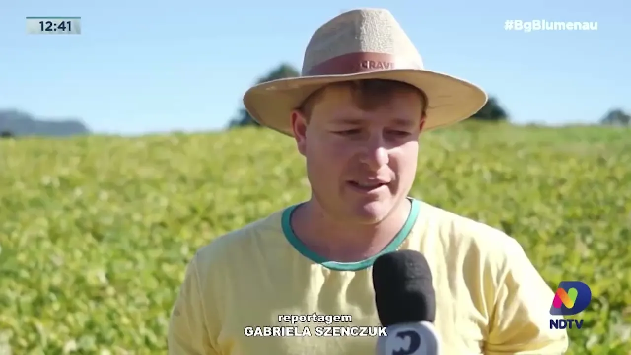 Feijão é aliado na diversificação das propriedades do Alto Vale