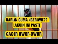 Download Lagu pola rawatan murai ngeriwik agar rajin ngeplong cara perawatan murai ngriwik