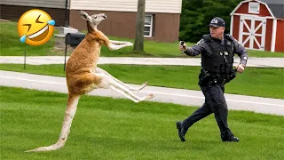 funniest animal videos 2026 when animals forget how to behave