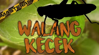  masteran walang kecek speed rapat