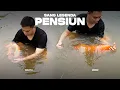 Download Lagu MASA BAKTI WAGYU DAN MESSI SELESAI! - SAATNYA MEREKA MASUK KOLAM PENANGKARAN UNTUK BERTEMU JODOH!