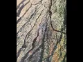A Sunken Place - Music from the motion picture soundtrack