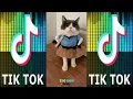 TIK TOK KUCING KECIL LUCU BIKIN NGAKAK LOH