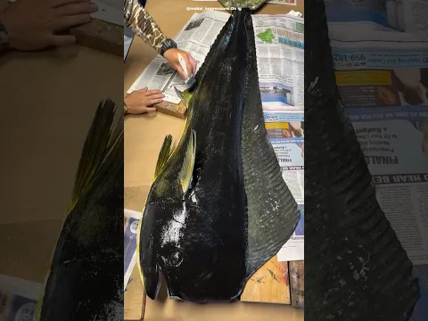 How Japanese Fishermen Tracked Their Catch