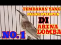 Download Lagu masteran cucak kombo gacor full tembakan rapat || kacial kombo