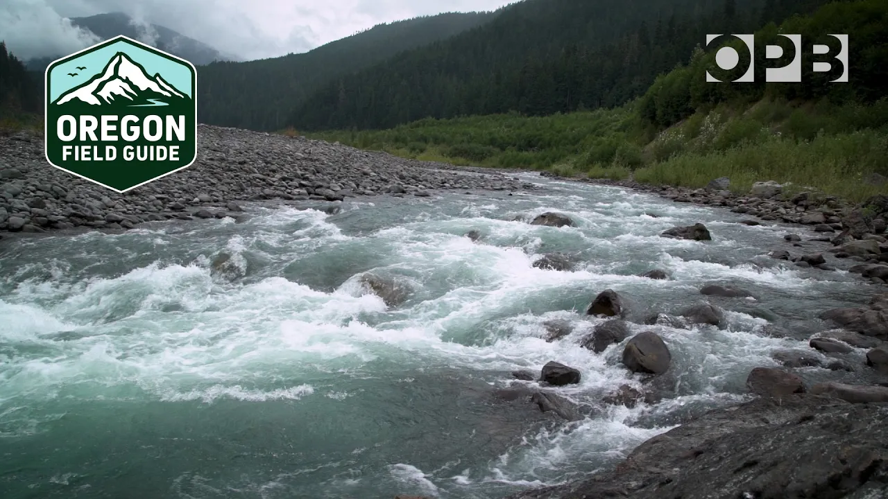 Elwha River Rewilding: 12 Years Post-Dam Removal