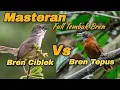 Lagu BREN CIBLEK VS BREN TEPUS KEPALA ABU,masteran mudah masuk jeda jernih#masteranburung