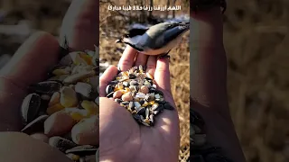 اللهم ارزقنا رزقا حلالا طيبا مباركا صباح الخير دعاء 