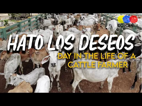 Cattle Farming in Casanare | Hato Los Deseos