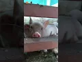 Download Lagu Suara Babi Oink 🐷 (Peternakan babi)