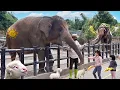 Download Lagu Kasih Makan Gajah, Domba dan Naik Kuda di Kebun Binatang Anak