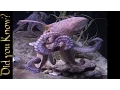 Octopus - How a Giant Pacific Octopus Eats