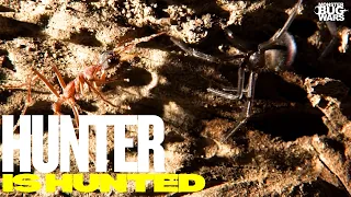 When The Hunters Become The Hunted | Monster Bug Wars