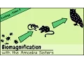Biomagnification and the Trouble with Toxins