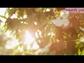 Şifa Veren Uyku Meditasyonu