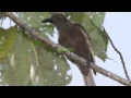 Download Lagu Suara Burung Kepodang Halmahera
