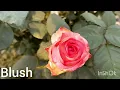 Download Lagu #Dutch Rose 🌹🌹 #Soliere, Wham,#Blush,#Jumelia,Top secret,#Reveara, #Avalanche, #kanyashree...