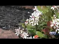Spring time allergies in BCS